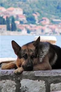 Such a Gorgeous German Shepherd Puppy Dog in the Shade Pet Journal