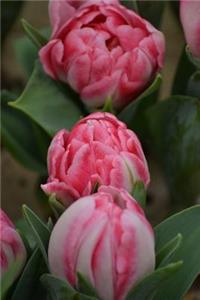 Three Charming Pink Tulips Flower Journal