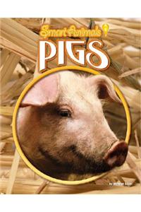 Pigs