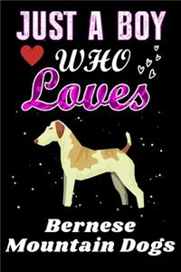 Just a Boy who loves Bernese Mountain Dogs