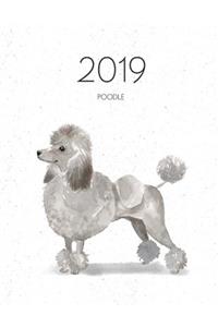 2019 Poodle