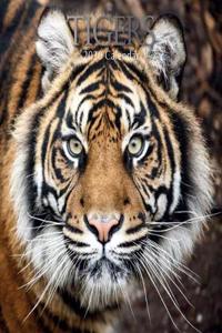 Tigers