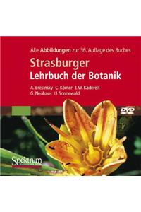 Strasburger Lehrbuch der Botanik: Alle Abbildungen Des Buches