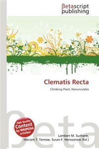 Clematis Recta