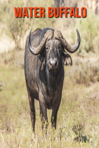 Water Buffalo