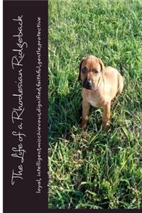 Life of a Rhodesian Ridgeback