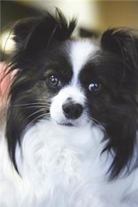 Say Hello to the Papillon Puppy Dog Journal