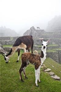 Llamas at Machu Picchu Peru South America Journal
