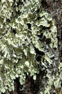Journal Moss Tree Bark