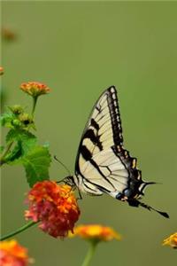 Swallowtail Butterfly on a Flower Insect Journal