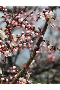 Apricot Tree