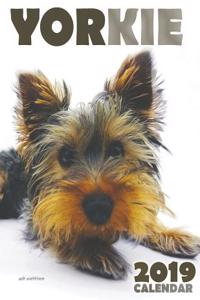 Yorkie 2019 Calendar (UK Edition)