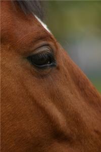 2020 Daily Planner Horse Photo Equine Bay Horse Closeup 388 Pages