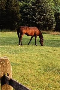 2020 Weekly Planner Horse Photo Equine Grazing Bay 134 Pages
