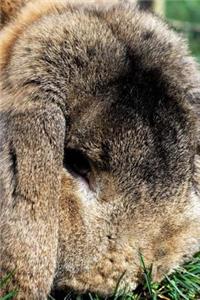 Close up of a Fluffy Little Bunny in the Grass Journal