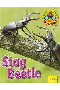 Stag Beetle