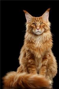 Maine Coon Notebook