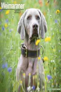 Weimaraner 2023 Wall Calendar