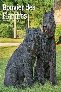 BOUVIER DES FLANDRES 2020 SQUARE WALL CA