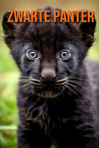 Zwarte Panter