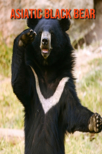 Asiatic Black Bear