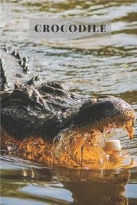 Crocodile