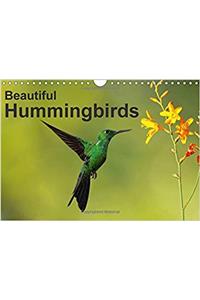 Beautiful Hummingbirds 2017
