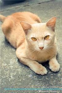 Thai Cat Affirmations Workbook Thai Cat Presents: Positive and Loving Affirmations Workbook. Includes: Mentoring Questions, Guidance, Supporting You.