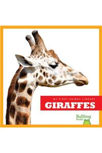 Giraffes