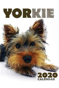 Yorkie 2020 Calendar