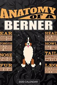 Anatomy Of A Bernese Mountain Dog