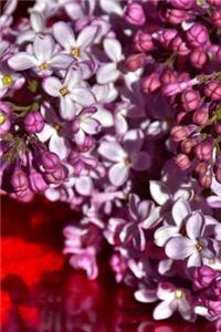 Such Pretty Lilac Flowers on Display Journal