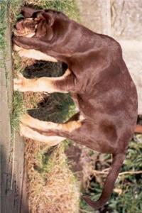 Young Bloodhound on Patrol Journal