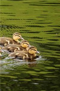 Ducklings Notebook