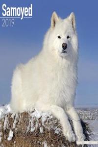 Samoyed Calendar 2019