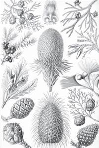 Haeckel Scientific Biological Art Notebook