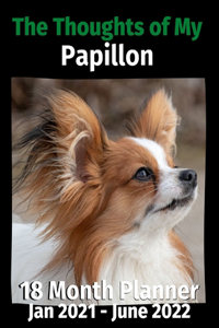 The Thoughts of My Papillon