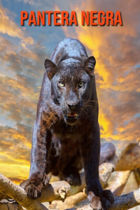 Pantera negra