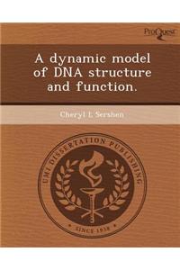 A Dynamic Model of DNA Structure and Function