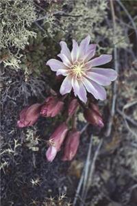 Montana State Flower - Bitterroot Journal