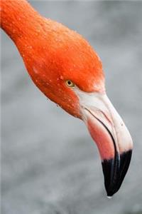 A Pink Flamingo Close-Up Bird Journal