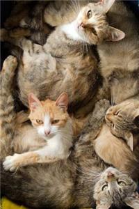 Cuddling Kitty Cats Journal
