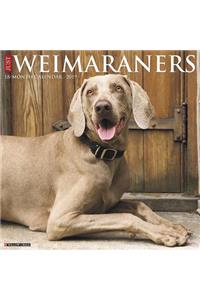 Just Weimaraners 2019 Wall Calendar (Dog Breed Calendar)