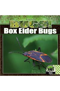 Box Elder Bugs