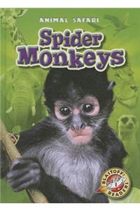 Spider Monkeys