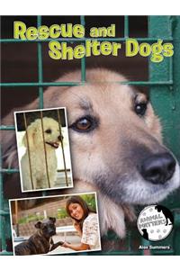 Rescue and Shelter Dogs