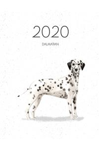 2020 Dalmatian