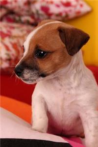 Jack Russell Terrier Puppy on the Bed Journal