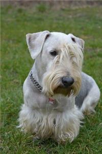 Cesky Terrier in the Grass Journal