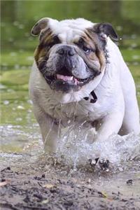 English Bulldog Running in the Water Journal